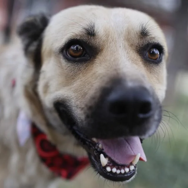An adult medium-sized female German Shepherd Dog dog named Bella for adoption in San Antonio, TX