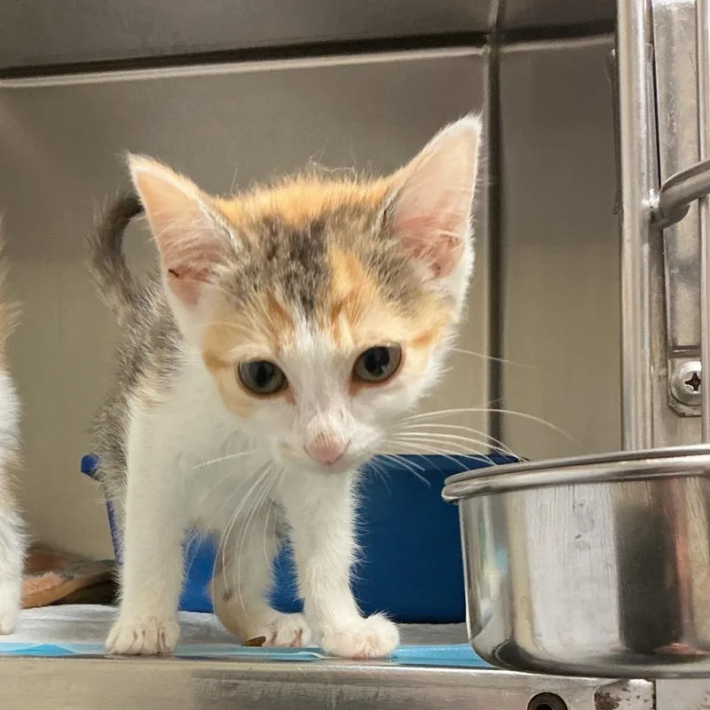 A baby small-sized female Calico Domestic Short Hair cat named Cameron for adoption in Elizabeth City, NC