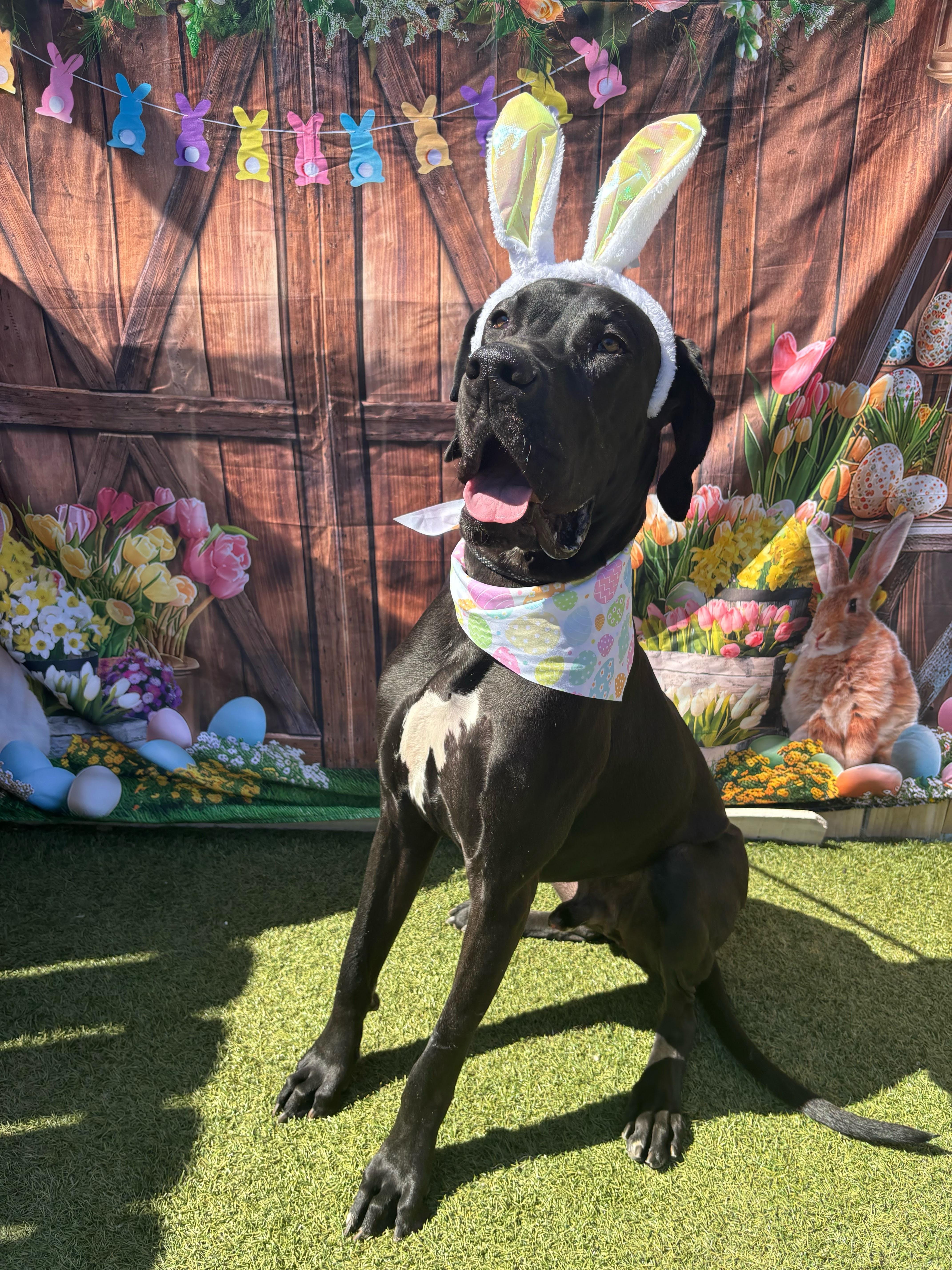 A young extra large-sized male Black Great Dane dog named Atlas for adoption in Pensacola, FL