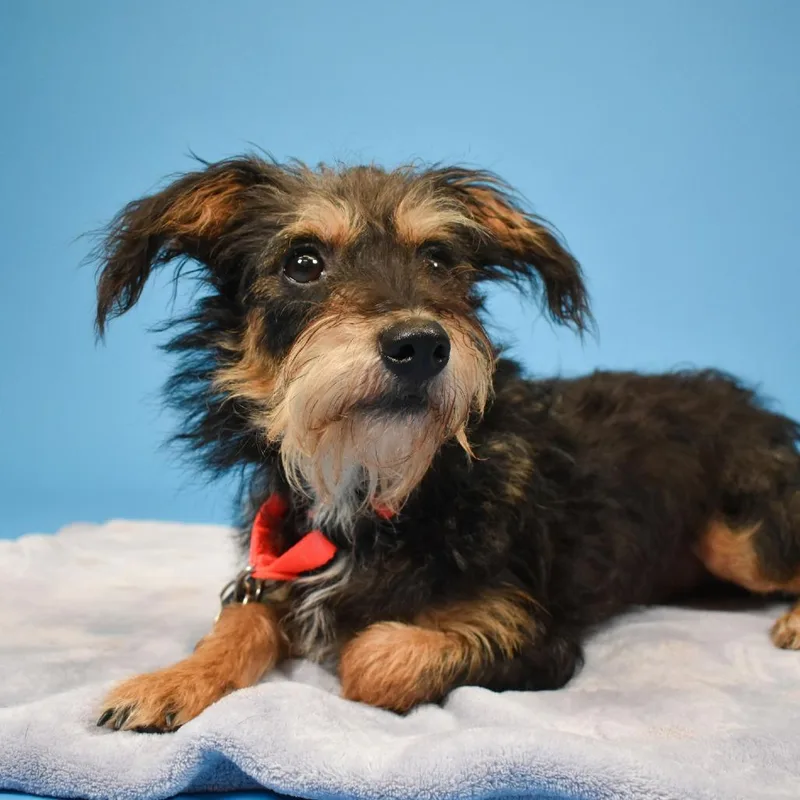 A young small-sized male Black Terrier dog named Enzo for adoption in West Palm Beach, FL
