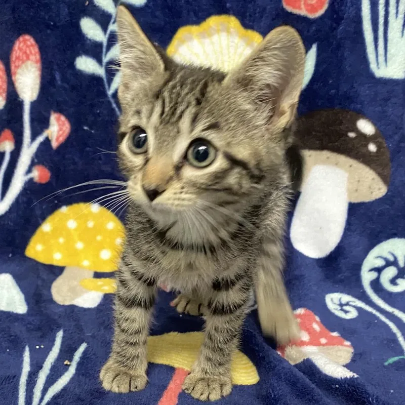 A baby small-sized female American Shorthair cat named Rocky Road for adoption in Troy, VA