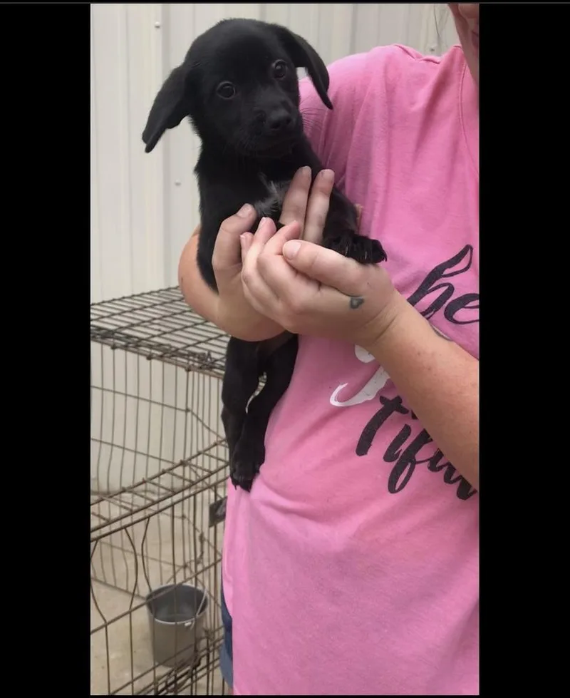 Sapphire thumbnail 2