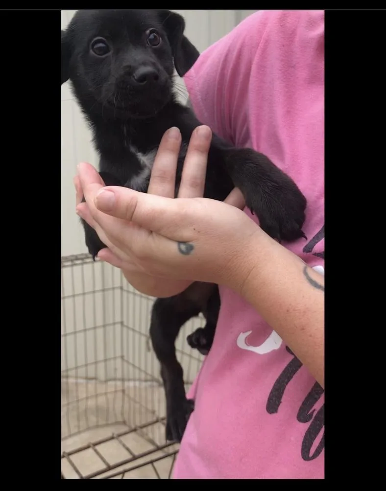 Sapphire thumbnail 3