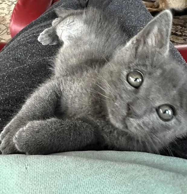 A baby medium-sized male Domestic Short Hair cat named Nikki for adoption in Sacramento, CA