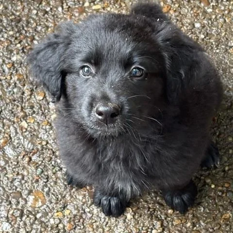 A baby medium-sized female Black Spaniel dog named Sable for adoption in Scottsburg, IN