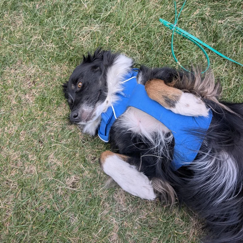 An adult medium-sized female Tricolor (Brown, Black, & White) Border Collie dog named Ruby for adoption in Glenrock, WY
