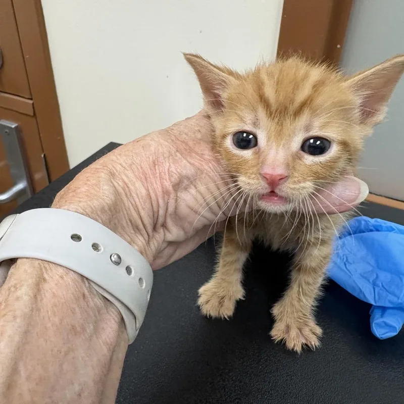 A baby small-sized male Orange / Red Domestic Short Hair cat named Cheeto for adoption in Upland, CA