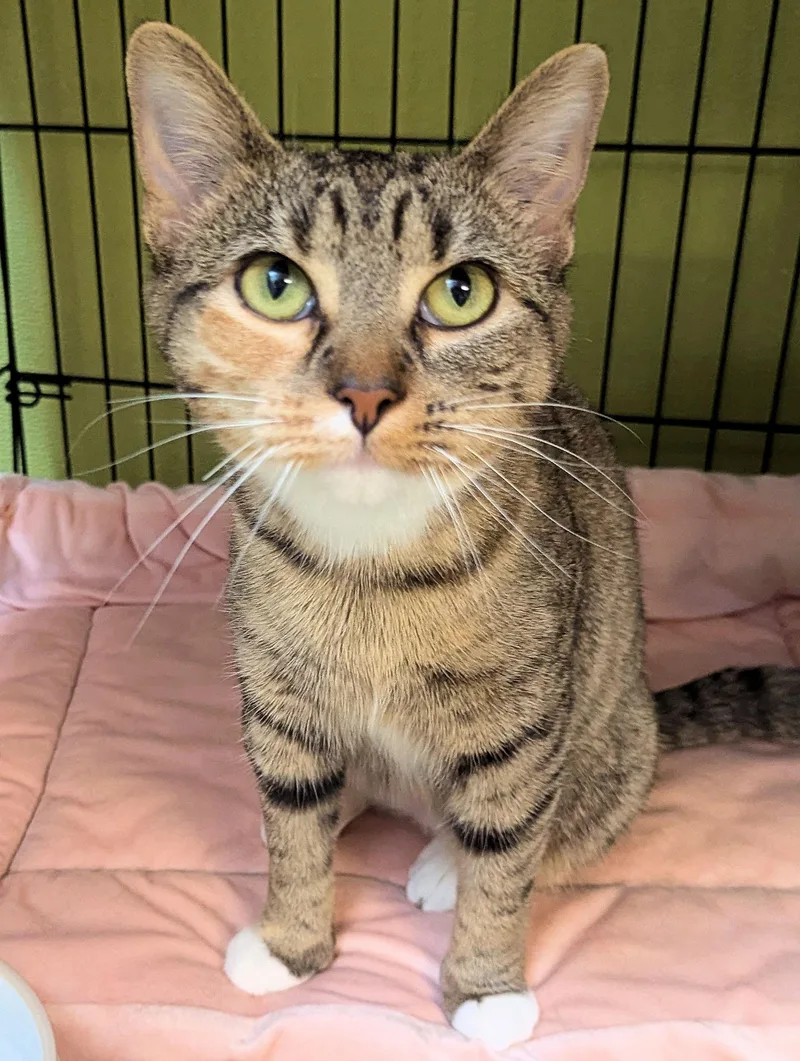 An adult medium-sized female Torbie Domestic Short Hair cat named Maple for adoption in Cincinnati, OH