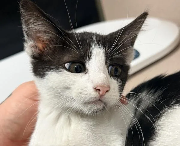 A baby small-sized female Domestic Short Hair cat named Rachel for adoption in Salisbury, MD