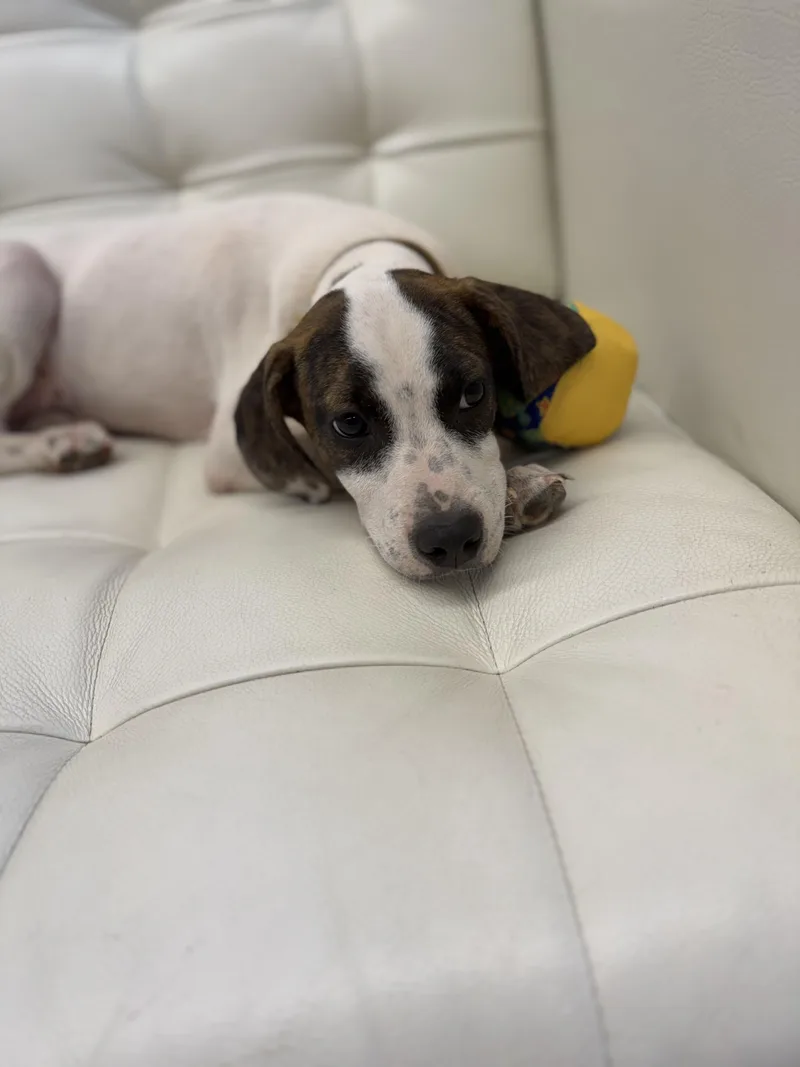 A baby medium-sized female White / Cream English Pointer dog named Claire for adoption in Sonora, CA