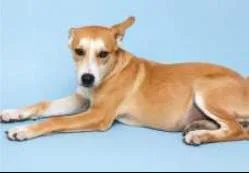 A young medium-sized male German Shepherd Dog dog named Remington for adoption in Pueblo, CO