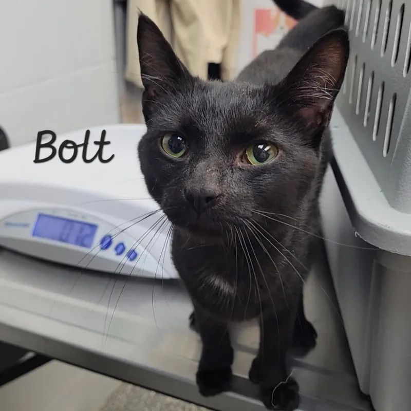 A young medium-sized male Black Extra-Toes Cat / Hemingway Polydactyl cat named Bolt for adoption in Parkersburg, WV