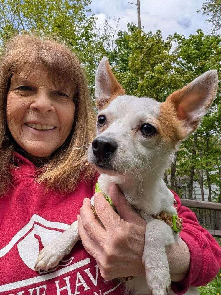 A young small-sized male Chihuahua dog named Mr.north for adoption in Caldwell, NJ