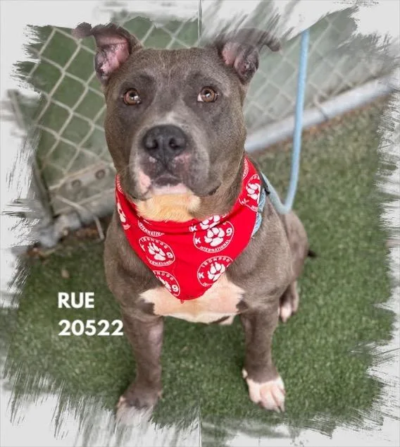 An adult medium-sized male Gray / Blue / Silver Pit Bull Terrier dog named Rue for adoption in Marietta, GA