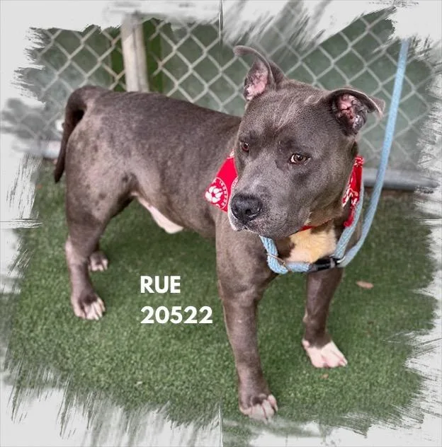 Rue thumbnail 2