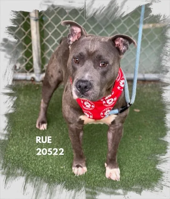 Rue thumbnail 3