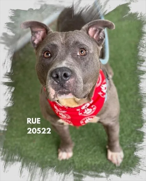Rue thumbnail 4
