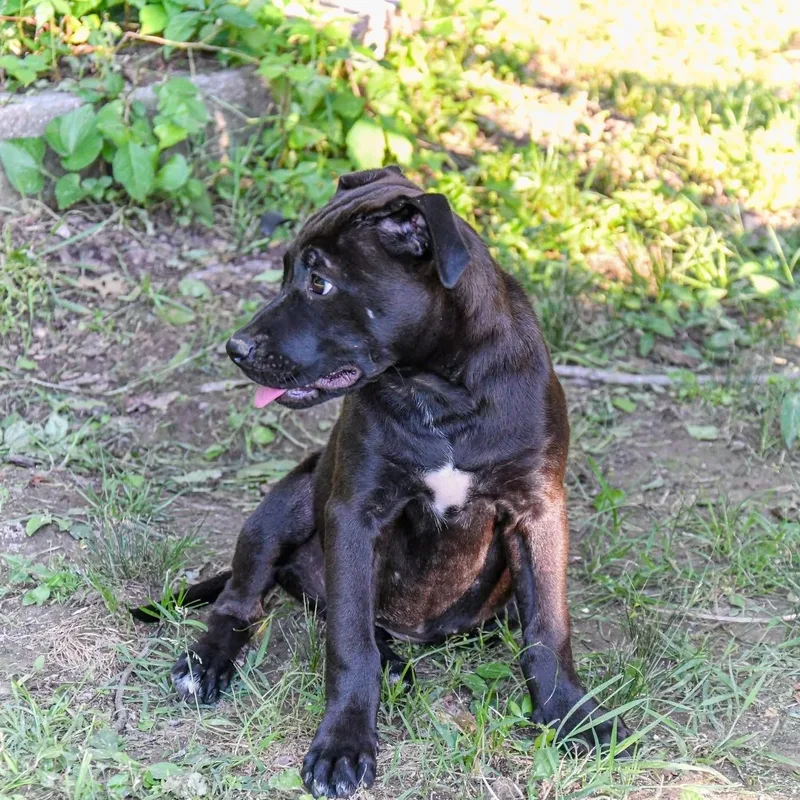 A baby medium-sized female Black Mixed Breed dog named Angel for adoption in Tunica, MS