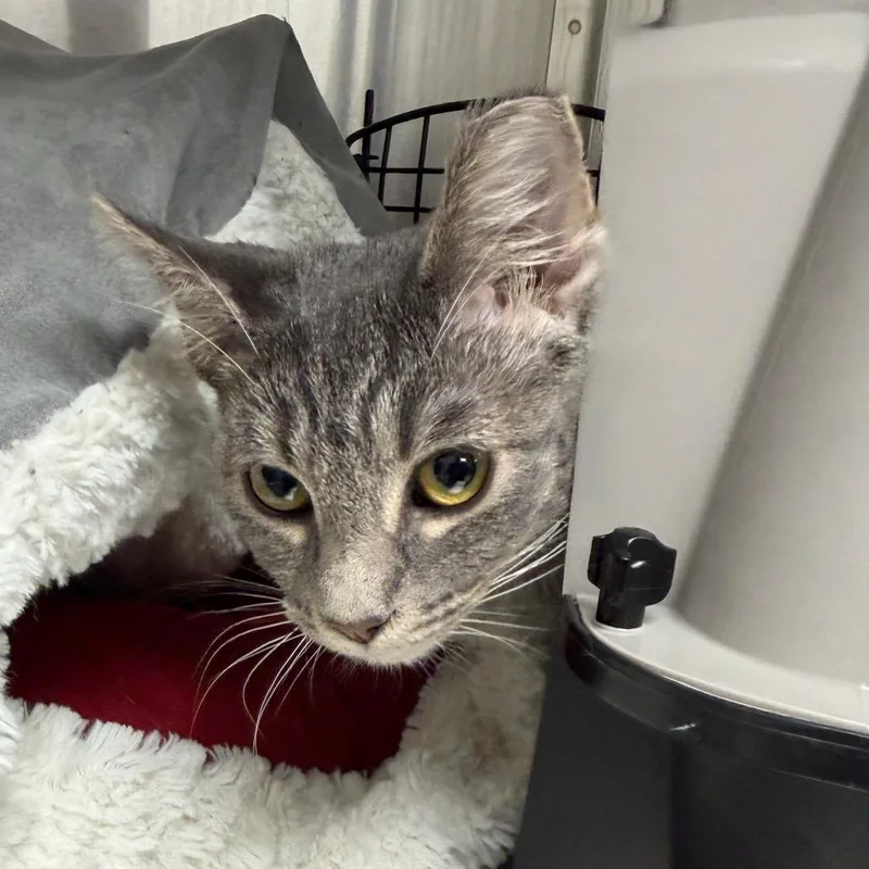 A young medium-sized female Domestic Short Hair cat named Merriweather for adoption in East Smithfield , PA
