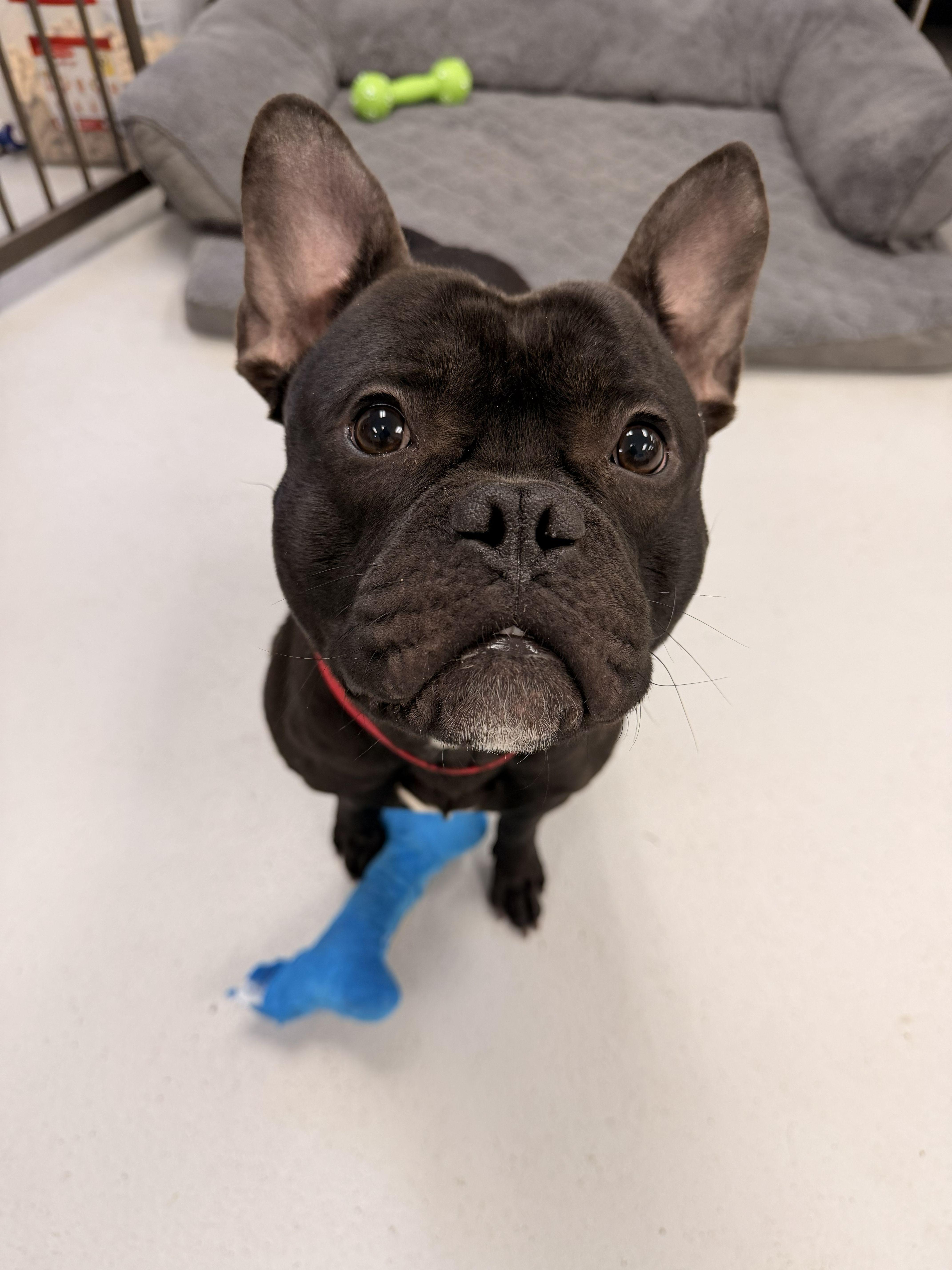 A young medium-sized male French Bulldog dog named Bingo for adoption in Belmar, NJ