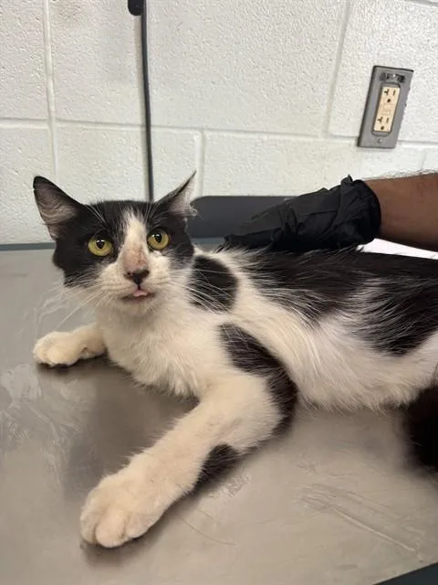 Bellatrix