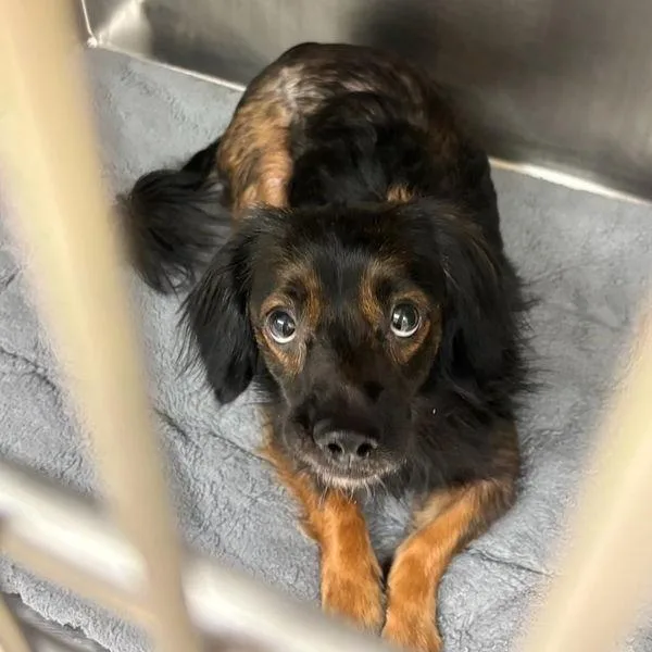 An adult small-sized male Australian Cattle Dog / Blue Heeler dog named Abu for adoption in Austin, TX