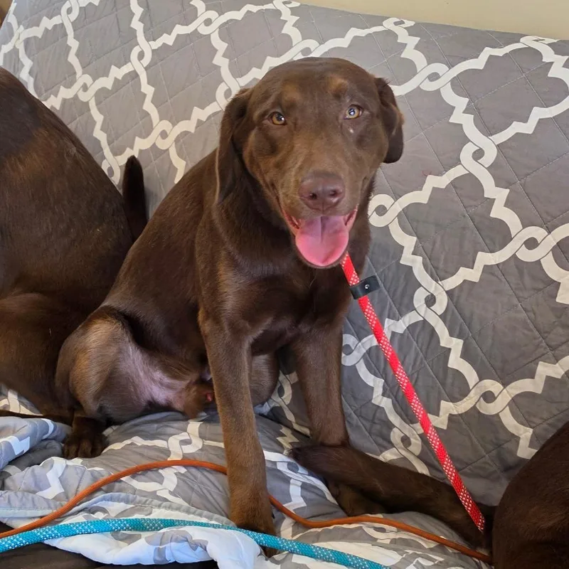A young medium-sized male Brown / Chocolate Chocolate Labrador Retriever dog named Bluey for adoption in Easton, PA