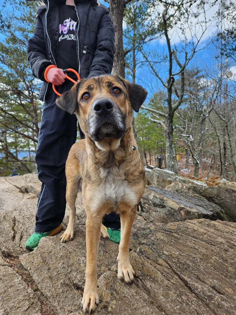 A young medium-sized female Mixed Breed dog named Cleo for adoption in Shelburne, VT