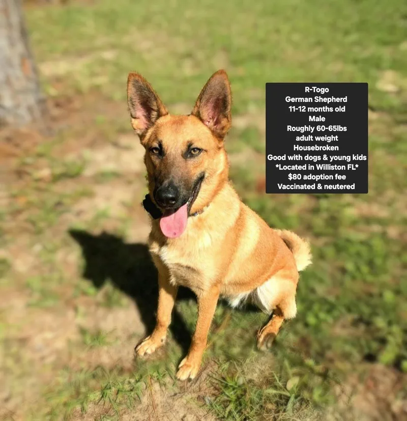 A young medium-sized male German Shepherd Dog dog named RTogo for adoption in Oviedo, FL