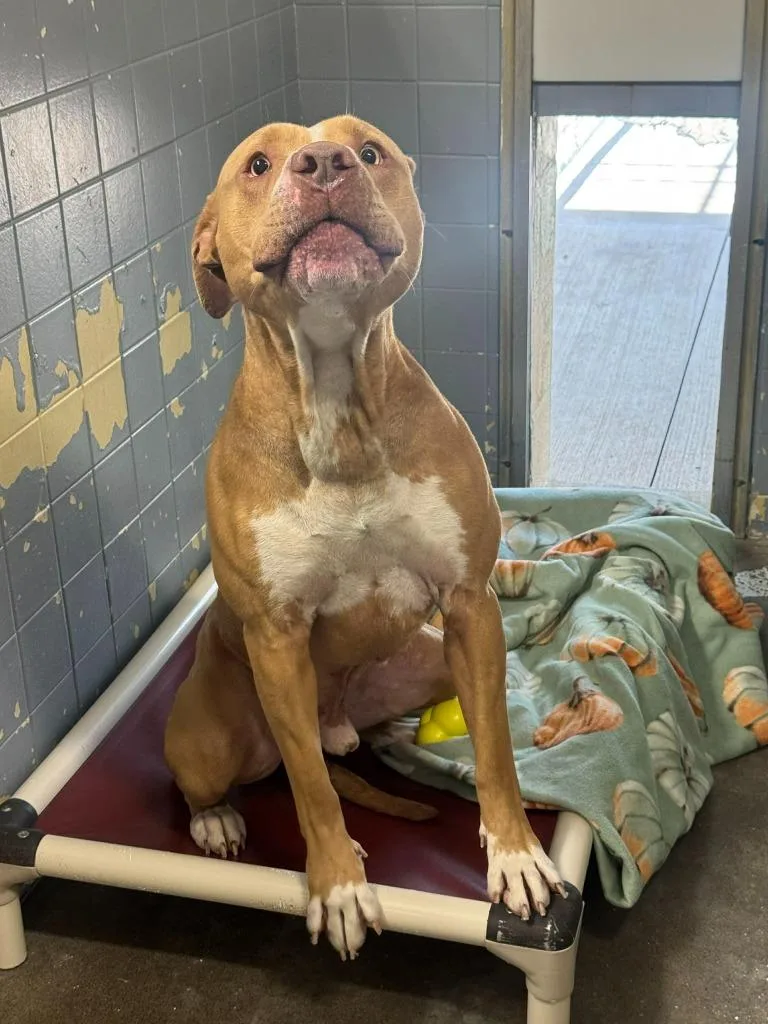 A young medium-sized male Cane Corso dog named Rufus for adoption in Marion, OH