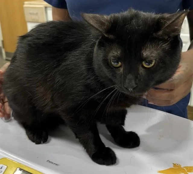 A young large-sized male Domestic Short Hair cat named Saxen for adoption in Upper Marlboro, MD