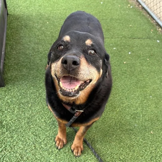 A senior large-sized female Rottweiler dog named Bella for adoption in Phoenix, AZ