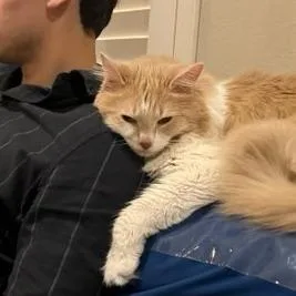 A senior large-sized male Domestic Long Hair cat named Jake for adoption in Houston, TX