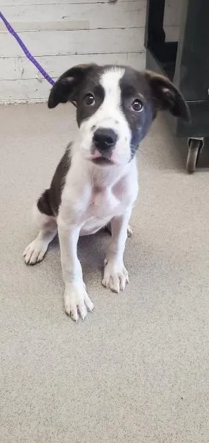 Daphne