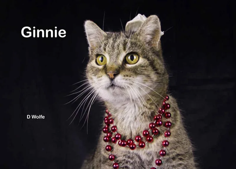 A young medium-sized female Tabby (Gray / Blue / Silver) Tabby cat named Ginnie for adoption in York, NE