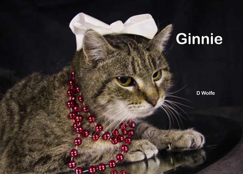 Ginnie thumbnail 3