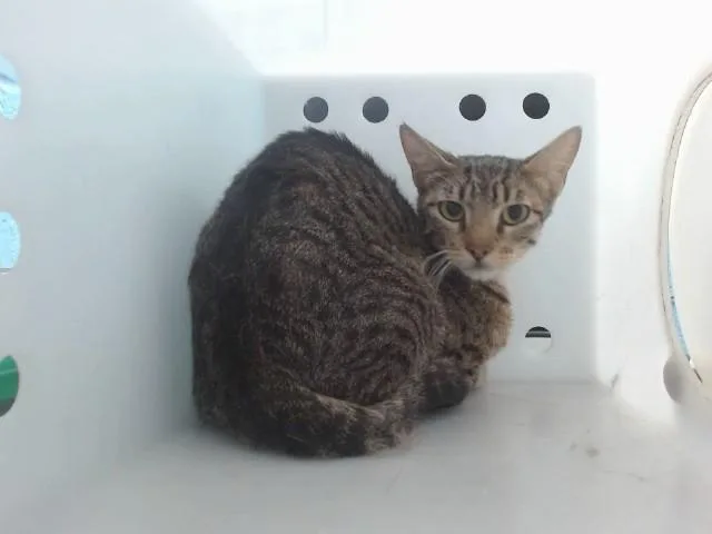 A young medium-sized female Domestic Short Hair cat named Trixie for adoption in Albuquerque, NM