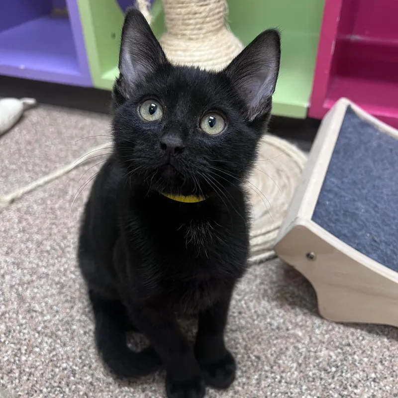 A baby small-sized male Black American Shorthair cat named Ensign Esteban for adoption in Arlington Heights, IL