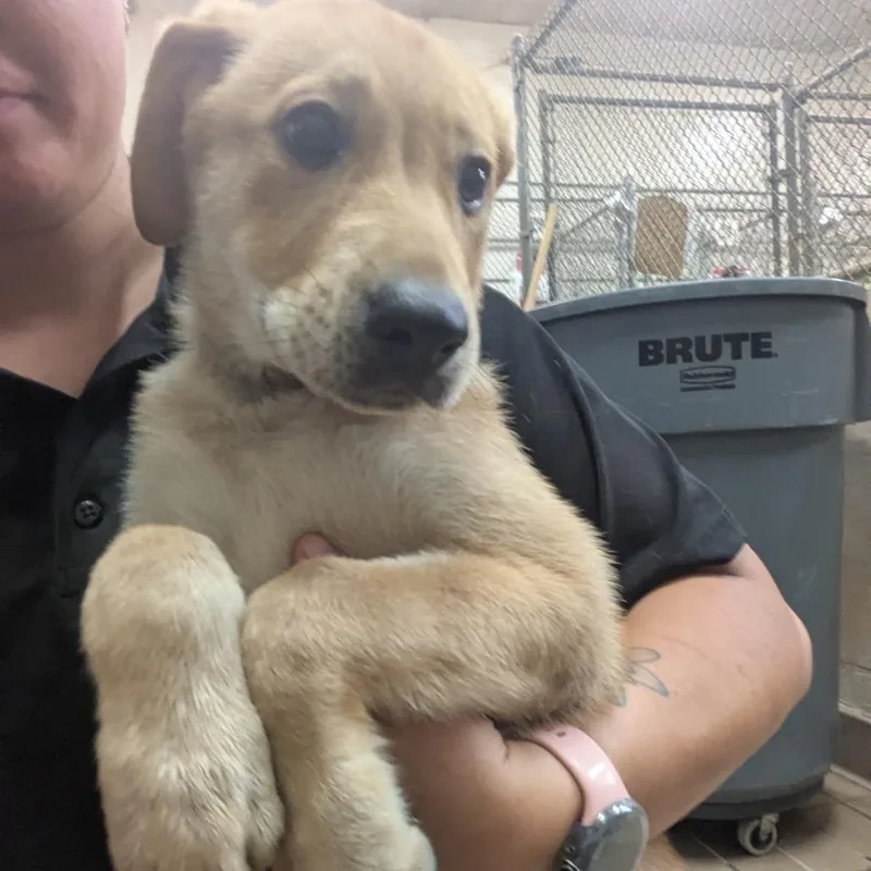 A baby small-sized female Yellow / Tan / Blond / Fawn Shepherd dog named Serena for adoption in Birmingham, AL