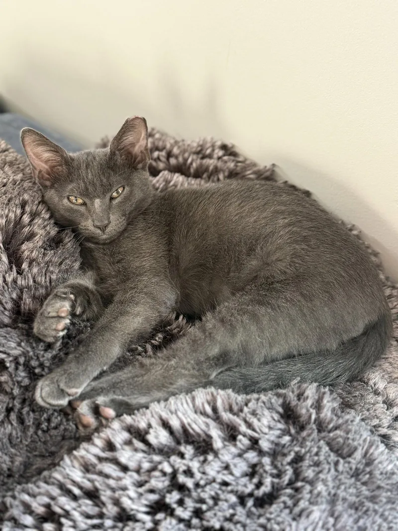 A baby medium-sized male Gray / Blue / Silver Domestic Short Hair cat named Greyson for adoption in Nashville, TN