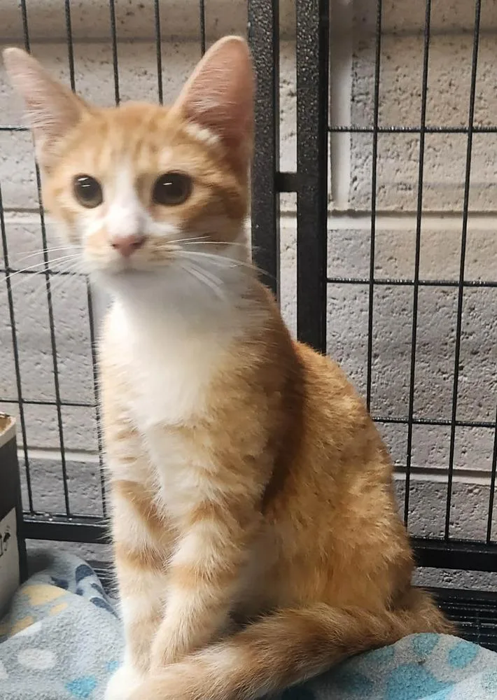 A young medium-sized male Domestic Short Hair cat named Dale for adoption in Lexington, TN