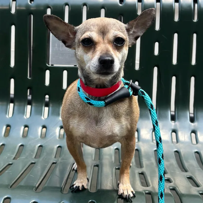 An adult small-sized female Brown / Chocolate Chihuahua dog named Lula for adoption in Chicago, IL