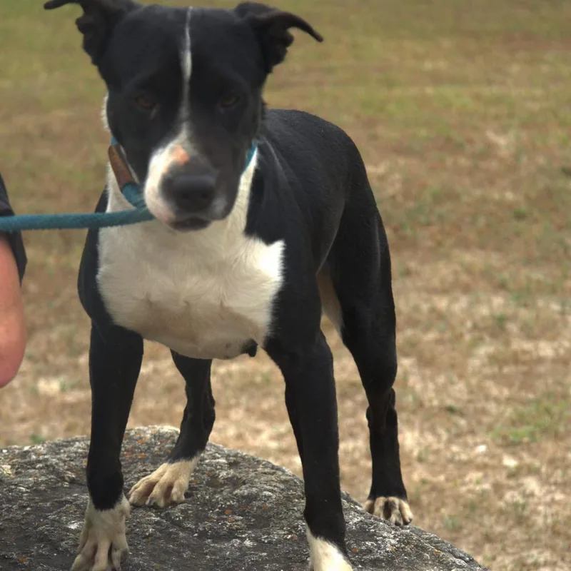 Betsy JuM thumbnail 5