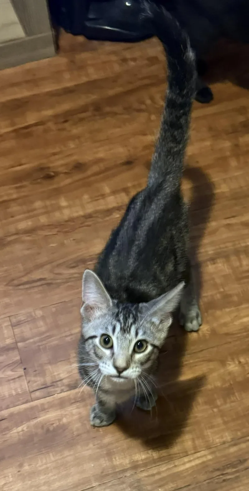 A baby large-sized male Tabby (Gray / Blue / Silver) Domestic Short Hair cat named Jonah for adoption in Houston, TX