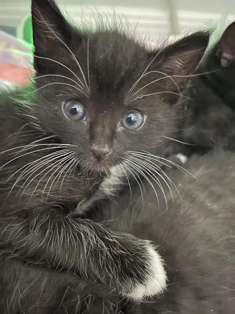 A baby small-sized male Domestic Short Hair cat named Tippy Whitetail for adoption in Tucson, AZ