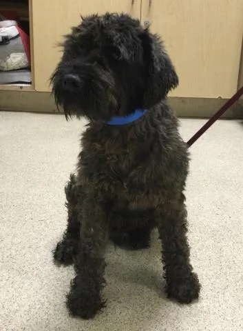 A young medium-sized male Terrier dog named Bow Tie for adoption in Riverside, CA