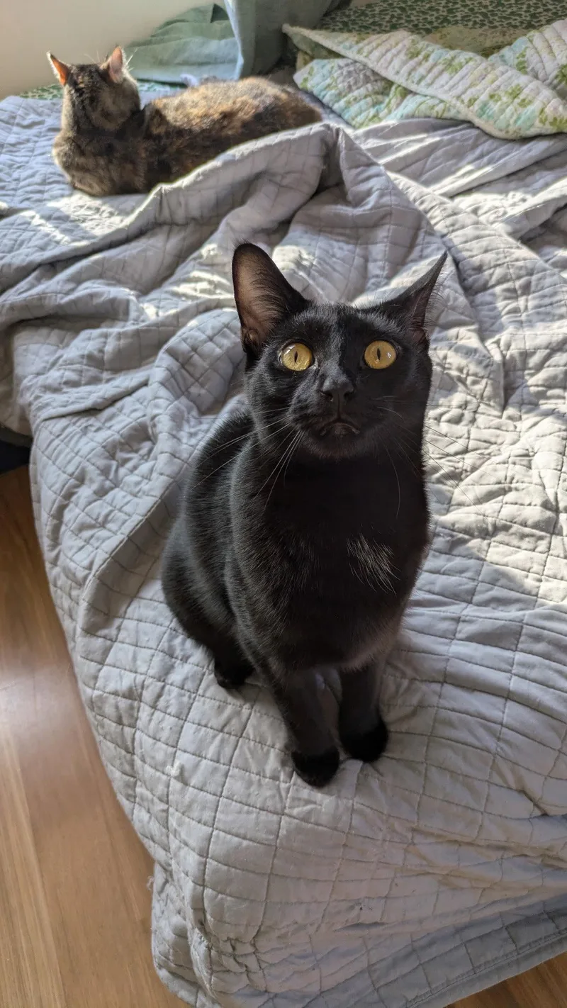 A young medium-sized female Domestic Short Hair cat named Casey for adoption in Maggie Valley, NC