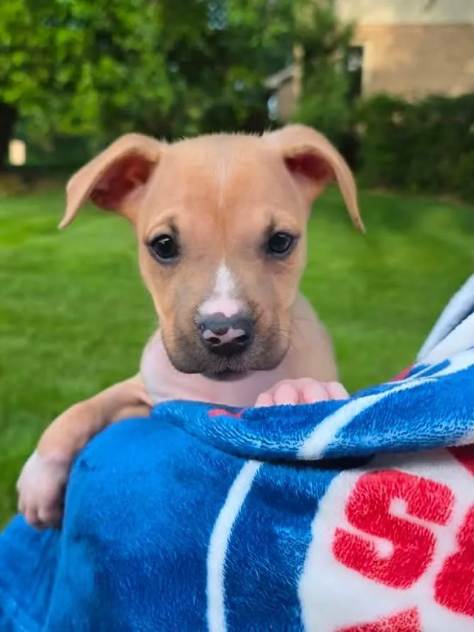 A baby medium-sized male Yellow / Tan / Blond / Fawn Pit Bull Terrier dog named August for adoption in Orland Park, IL