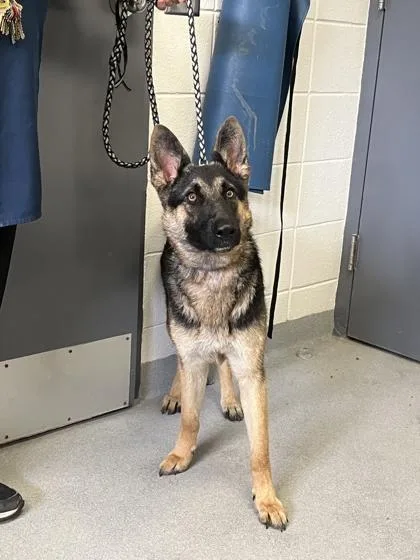 An adult large-sized female German Shepherd Dog dog named Phoenix for adoption in Spruce Pine, NC