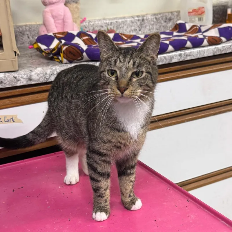 Superman Aka  Clark thumbnail 2